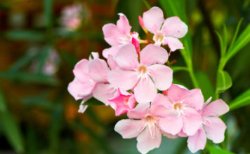 Oleandro 699 0 025 Oleandro_ok